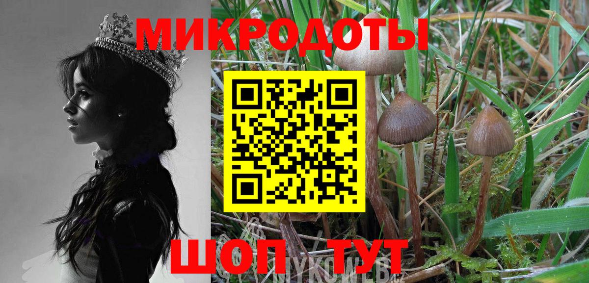 Псилоцибиновые грибы Psilocybe Зерноград