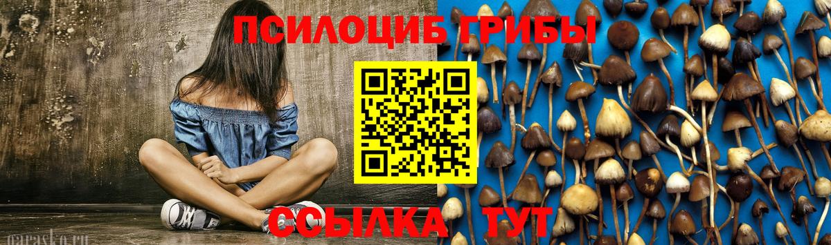 Зерноград  что такое наркотик  Вход с VPN  Псилоцибиновые грибы прущие грибы  Галлюциногенные грибы Cubensis 